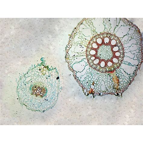 Monocot Vs Dicot Microscope