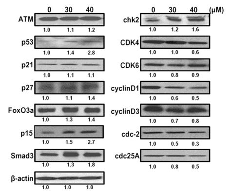 Compound K, a Ginsenoside Metabolite, Inhibits Colon Cancer Growth via ...