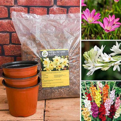 Buy Best Flowering Bulbs - Garden Pack online from Nurserylive at ...