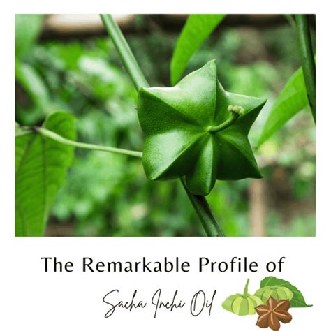 Secrets of Sacha Inchi Oil: The Ultimate Skin Nourisher | Clinikally