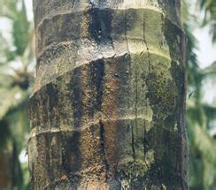 TNAU Agritech Portal :: Crop Protection