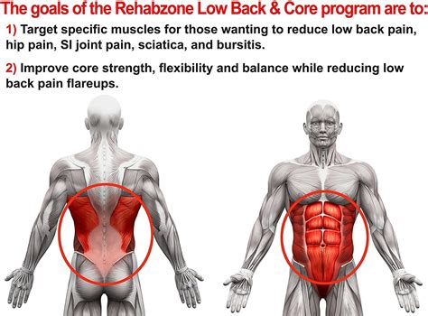 Lower Back Muscle 的图像结果