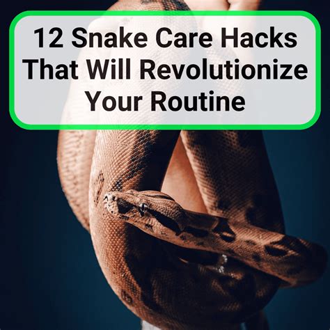 Hognose Snakes (9 Amazing Facts And Complete Care Guide)