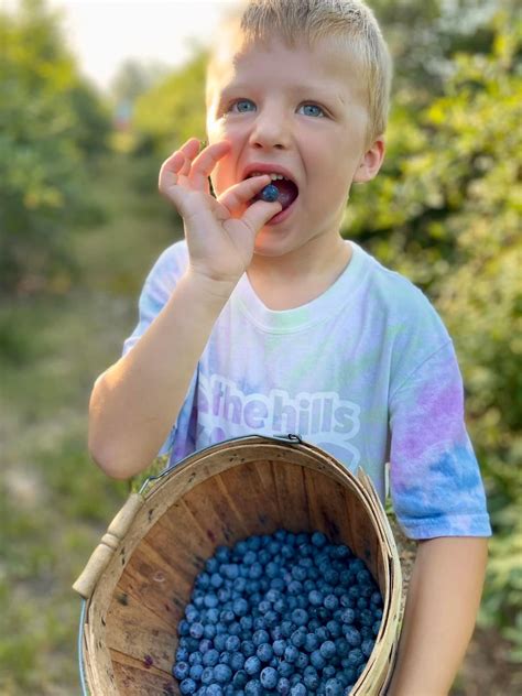 Pin by Rose Riffle on Blueberry | Blueberry farm, Blueberry season, Blueberry picking