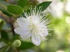 fiori di mirto mirto usi e propriet 224 pollicegreen fiori di mirto mirto usi e propriet 224 pollicegreen