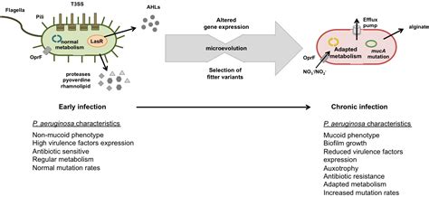 Pseudomonas aeruginosa Diversification during Infection Development in ...