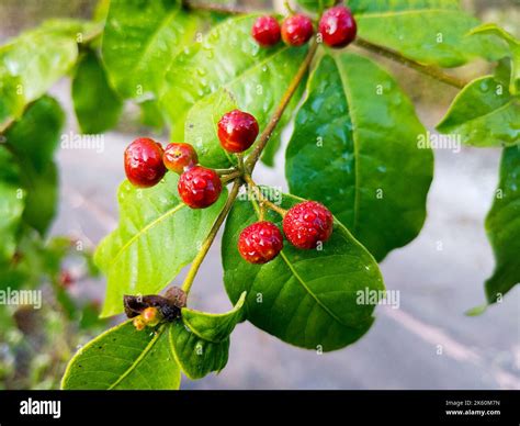 Fruits and leaves of Rauvolfia tetraphylla, commonly known as the be still tree or devil-pepper ... - family of rauwolfia