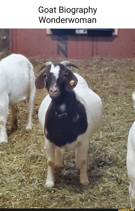 Boer_goat memes. Best Collection of funny Boer_goat pictures on iFunny