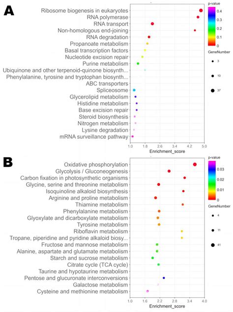 Comparative Transcriptomic Analysis of Key Genes Involved in Citrinin ...