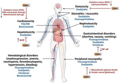 Curcumin: A Novel Way to Improve Quality of Life for Colorectal Cancer ...