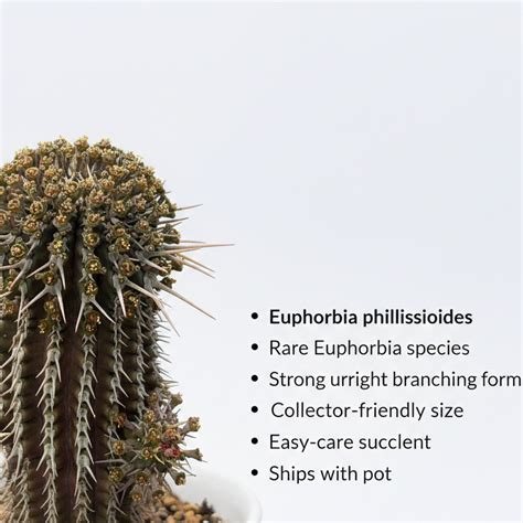 Euphorbia Phillipsioides – Rare Caudex Plant – Samarth Cactus Nursery