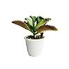 9BLOOMS Natural Small Mother of Millions Plant - Outdoor/Indoor Oxygen ...