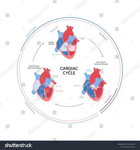 Image result for Cardiac Cycle Tutorial