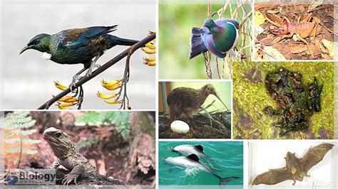 Lines of zahn Definition and Examples - Biology Online Dictionary