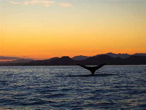 Mar de Cortés // Gulf of California – Planeta.com