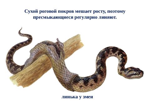 Презентация по окружающему миру 3 класс УМК "Начальная школа 21 века ...