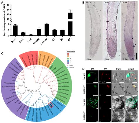 The Overexpression of ORR3 Negatively Regulates the Growth of Young ...