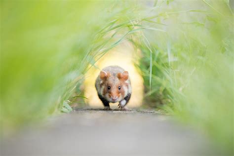 Nature inFocus Photography Contest 2021: The Winners | Nature inFocus