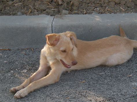 VERMISST PODENCO MIX WElPEN in Aldenhoven | Tiere | Kleinanzeigen
