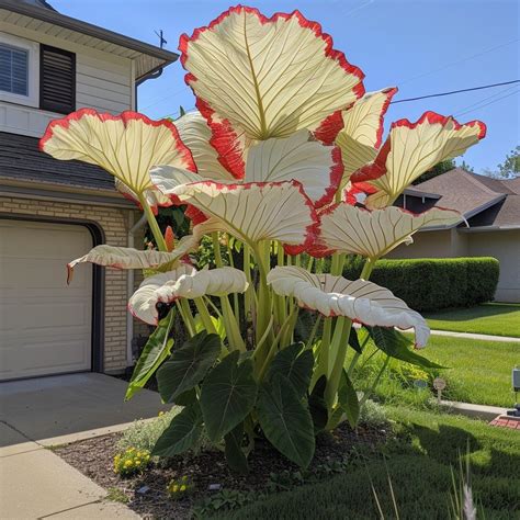 The Allure of Elephant Ear Plants: Cultivating Nature’s Grandeur in ...