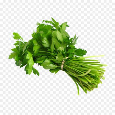 Cilantro PNG Clipart 3RWMR2 - Pngsource