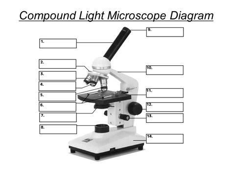 Image result for How to Use Microscope for Identification