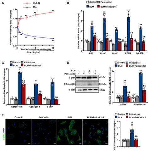 Fibroblast Upregulation of Vitamin D Receptor Represents a Self ...