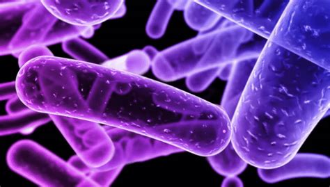 SONU ACADEMY: BACTERIA | STRUCTURE OF BACTERIA | TYPES OF BACTERIA ...