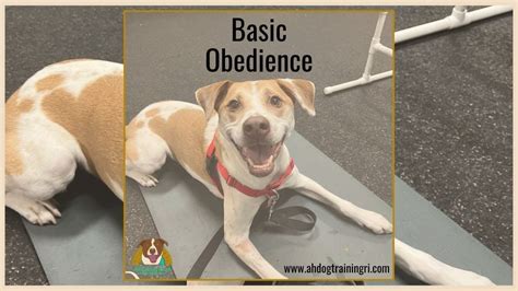 Basic Obedience Class, Rumford Pet Express (Middletown, RI), 7 November ...
