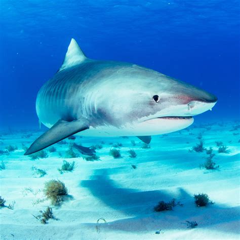 WiseOceans - Creature Feature - Tiger Shark