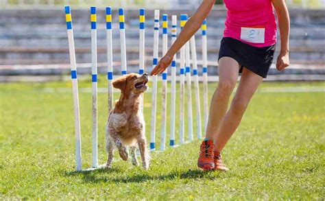 Sporting Dogs 的图像结果