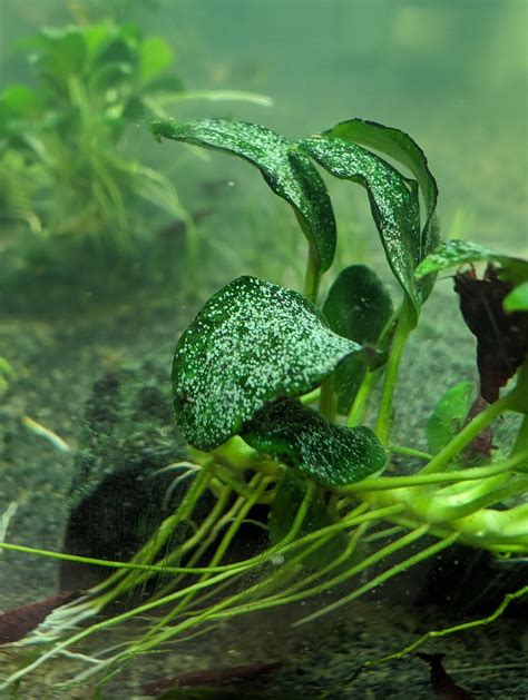ID help? Anyone know what is this growing on the leaves in my aquarium ...