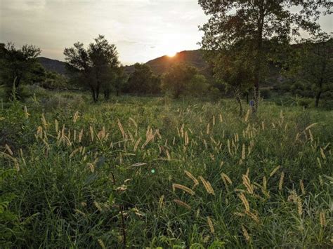 How To Design A Restoration Project | Nature inFocus