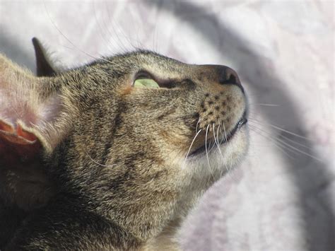 Profile view of cat looking up | Premium Photo