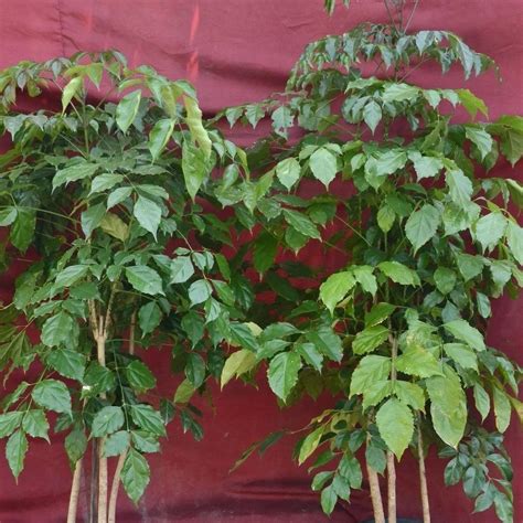 Reder Machira Plant - Reder Machira Small Size Plant Trader - Retailer ...