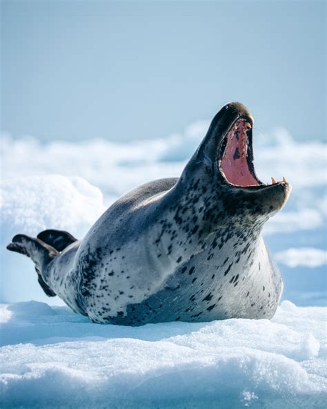 Leopard Seal | The Antarctic Apex Predator