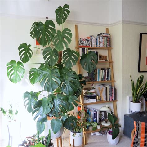 How to train your monstera around a support – HOUSEPLANTHOUSE | Plants ...