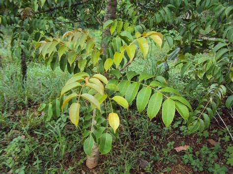 Spondias indica Seeds - 1 Kg – ChhajedGarden.com