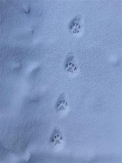 Bobcat Tracks