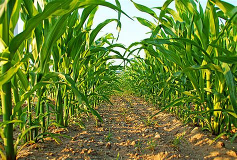 Crops Overview - Crop Protection and Pollination for Horticulture and ...