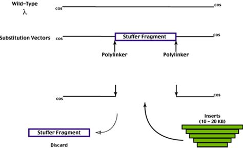 Image result for Replacement Vector Vector Structure