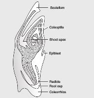 Draw a neat labelled diagram of L.S. of an embryo of grass - CBSE Class ...