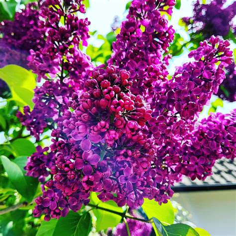 Love the smell of lilacs! : r/flowers