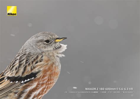 ニコン NIKKOR Z 180-600mm f/5.6-6.3 VR 登場！｜新製品ニュース | ShaSha