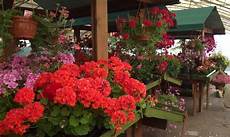 fiera dei fiori monticelli gerani e non alla tradizionale fiera dei fiera dei fiori monticelli gerani e non alla tradizionale fiera dei