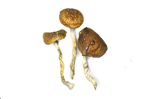 Tidal Wave Mushrooms | Chronic Haze