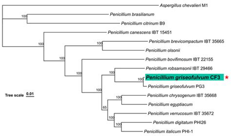 Genomic Analysis of Penicillium griseofulvum CF3 Reveals Potential for ...