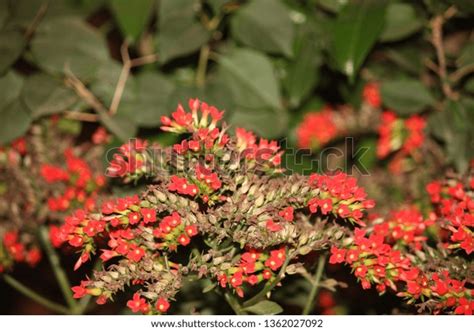 Image result for Flower by vs Code Python