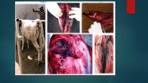 Black leg in ruminants. | PDF