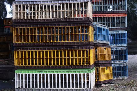 Plastic Poultry Transport Crates, Chicken Crates For, 57% OFF